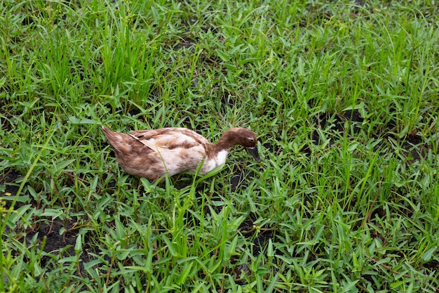 Entenfarm aus Freilandhaltung Natürliche Bio-Ente