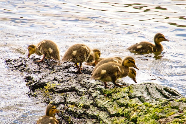 Entenküken auf einem Baumstamm im Fluss Kleine Wasservögel mit flauschigen Federn Tier