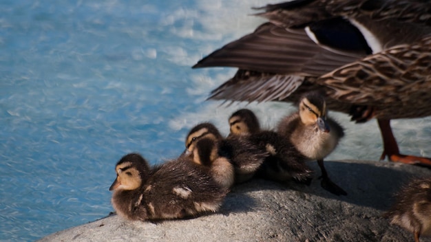 Entenküken im klaren Wasser.