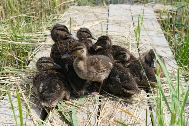 Entenküken kamen aus einem mit Gras überwucherten Bach zum Fressen