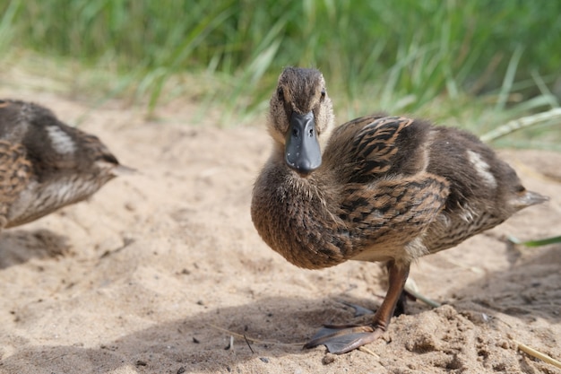 Entenküken kamen aus einem mit Gras überwucherten Bach zum Fressen