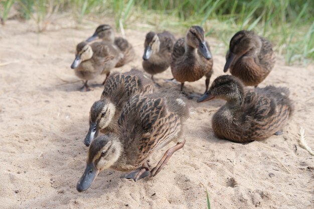 Entenküken kamen aus einem mit Gras überwucherten Bach zum Fressen