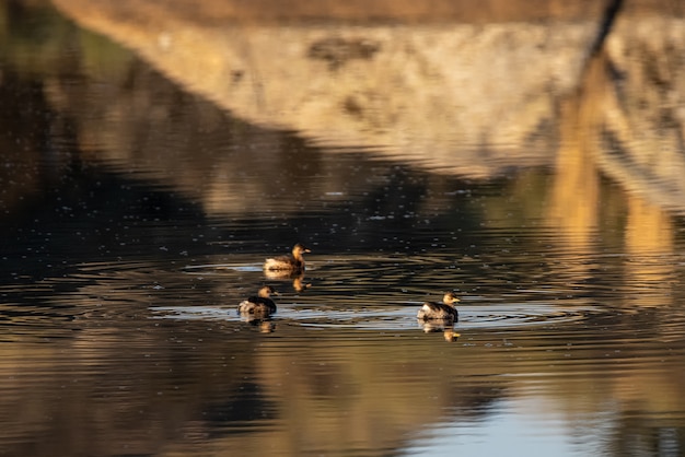 Entenküken schwimmen im Naturschutzgebiet Barruecos.