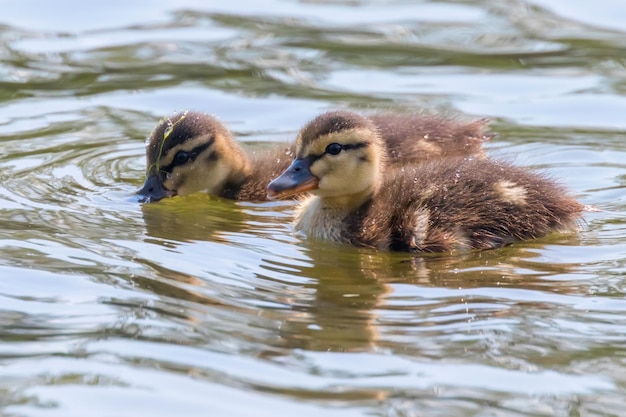 Entenküken schwimmen, Stockenten-Entenbabys auf der Wasseroberfläche