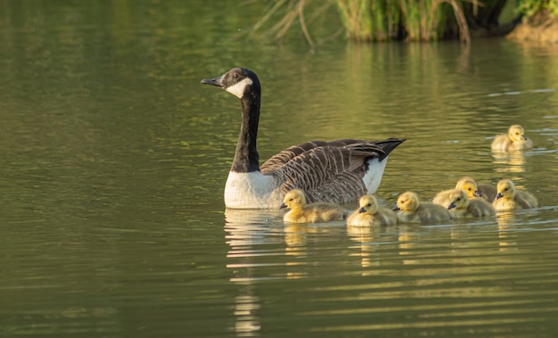 Entenmutter schwimmt mit ihren entzückenden kleinen Entenküken im See