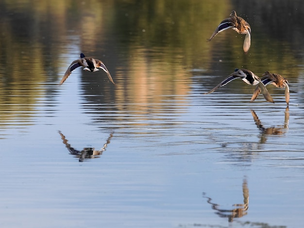 Entenschwarm fliegt über das Wasser.