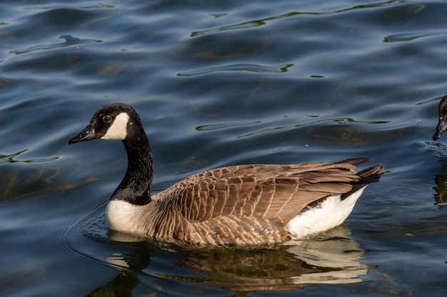 Entenschwimmen am See