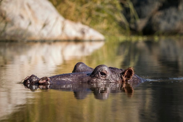 Entenschwimmen im See