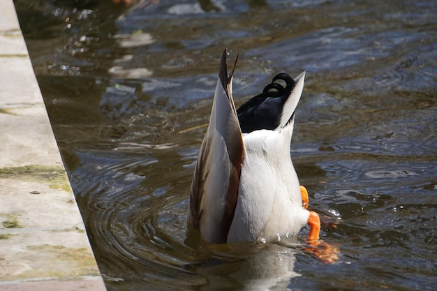 Ententauchen im Teich