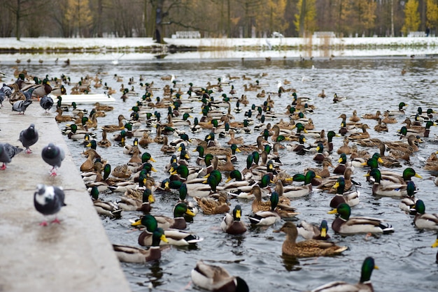 Entenvögel im See im Winter