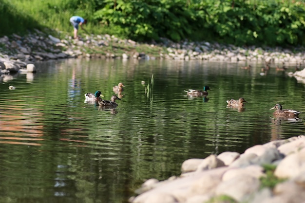 Entenvogel auf dem Teich