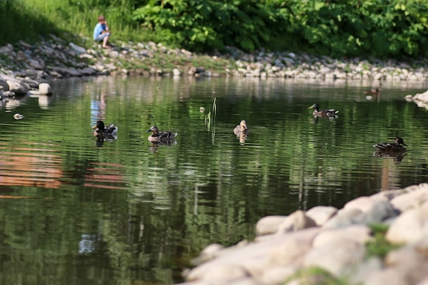 Entenvogel auf dem Teich