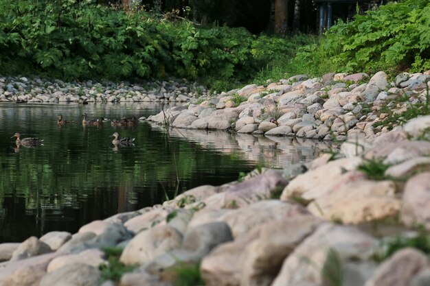 Entenvogel auf dem Teich