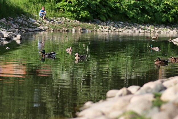 Entenvogel auf dem Teich