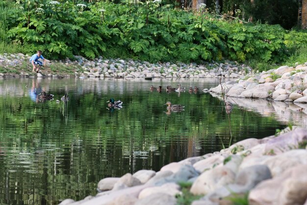 Entenvogel auf dem Teich