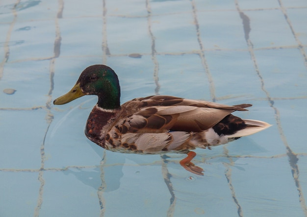 Entenvogel im Pool