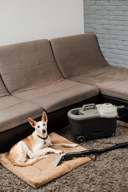 Entfernen von Schmutz und Staub von der durch den Hund verschmutzten Couch mit einer Trockenreinigungsmaschine für Hunde und Trockenreinigungsmaschinen für Hunde und Extraktoren Professionelle Haushaltsreinigung