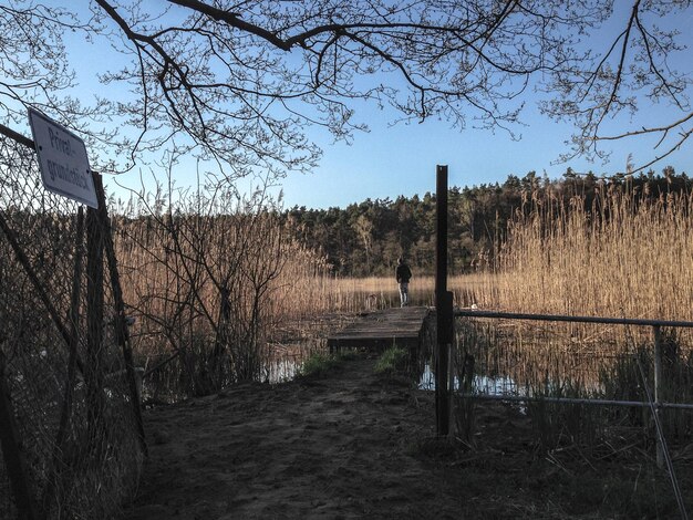 Entfernter Blick auf einen Mann, der auf einem Promenaden inmitten von Pflanzen im Wald steht