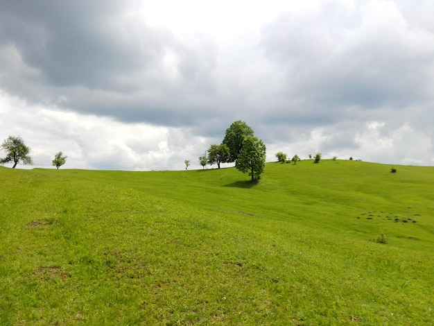 Entfernungsschuss von Bäumen in der Landschaft gegen den Himmel