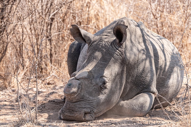 Enthorntes Nashorn im Hwange Nationalpark Simbabwe