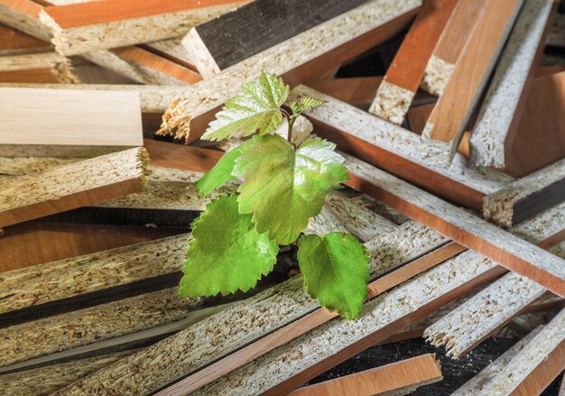 Entkomme dem Baum gegen die Verschwendung der Möbelproduktion. Das Konzept des Naturschutzes.