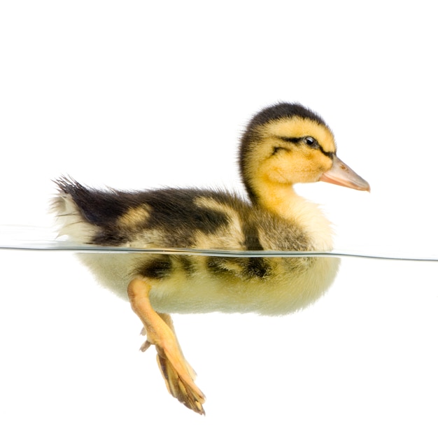 Entlein, das auf Wasser vor einem weißen Hintergrund schwimmt