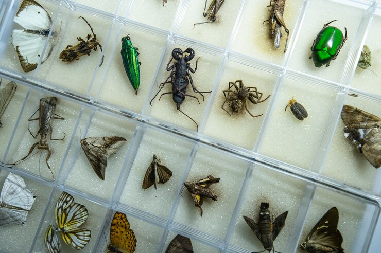 Entomologia