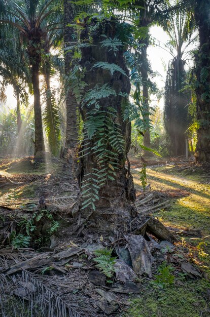 Foto entorno escénico del rayo de sol en la plantación aislada de aceite de palma