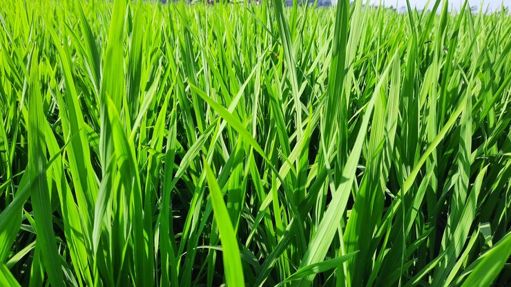 Entorno verde del campo de arroz