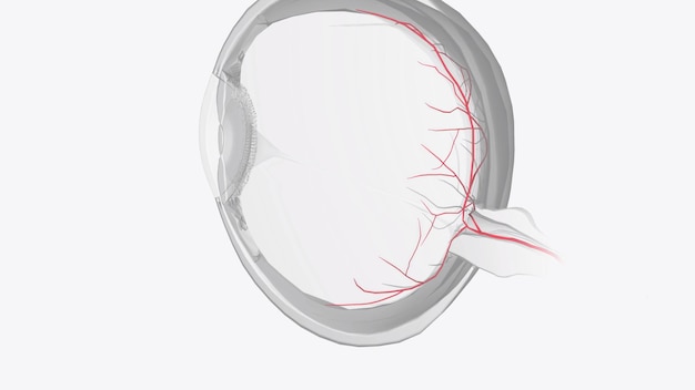 La entrada arterial al ojo es proporcionada por varias ramas de la arteria oftalmológica