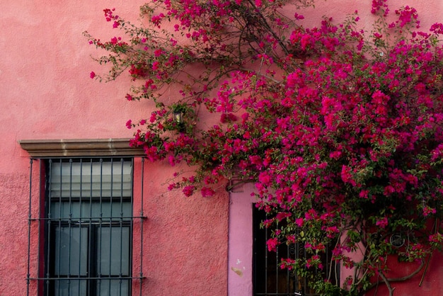 Entrada de la casa rústica con una buganvilla Querétaro México