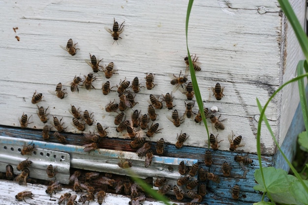 Foto desde la entrada de la colmena, las abejas se arrastran hacia afuera. la colonia de abejas melíferas protege el