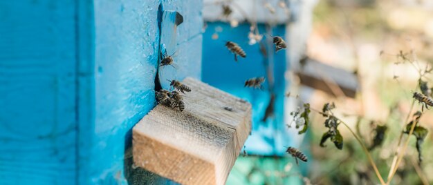 De la entrada de la colmena se arrastran las abejas. La colonia de abejas de miel protege a la colmena azul del saqueo de la melaza.