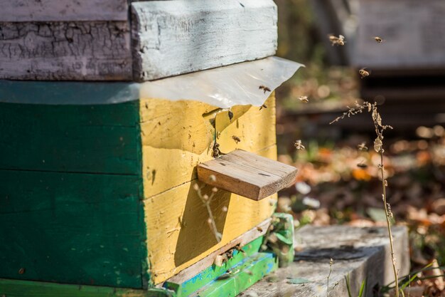 De la entrada de la colmena se arrastran las abejas.