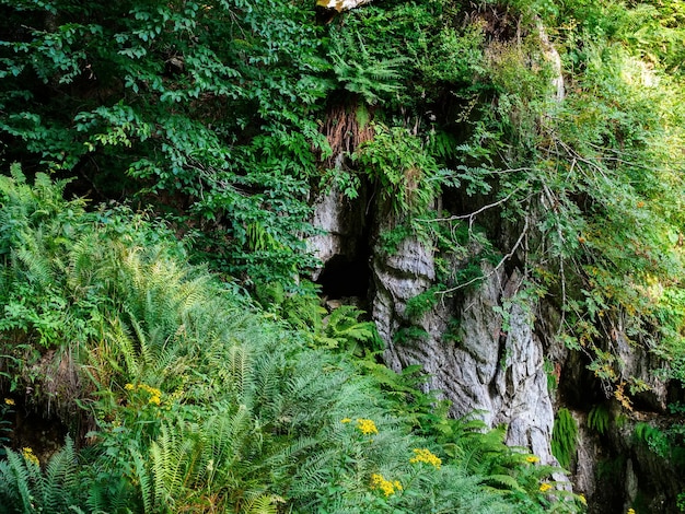 Entrada da caverna no parque das cachoeiras Mendelikha em Sochi no verão