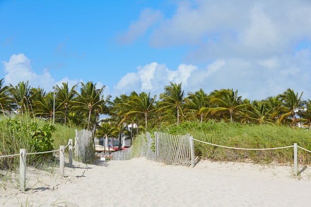 Entrada de Miami Beach com palmeiras Florida US