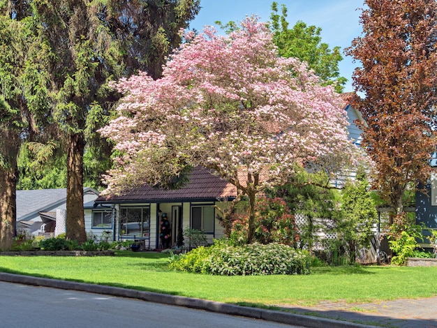 Foto entrada de uma casa residencial à sombra de uma árvore em flor