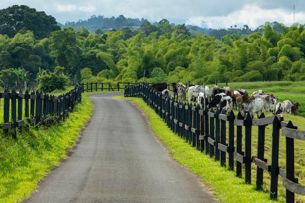 Entrada rural através de piquetes na fazenda