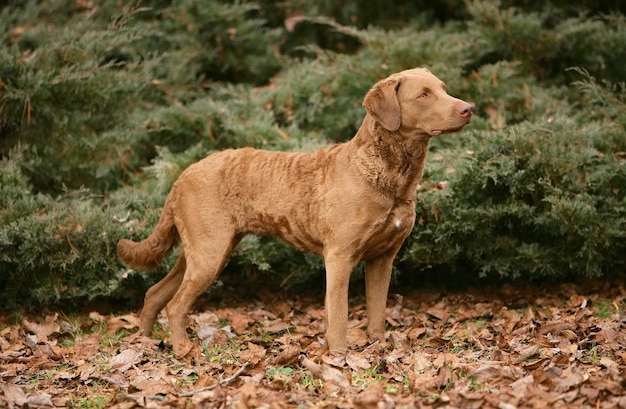 Entrañable típico perro Chesapeake Bay Retriever en el bosque