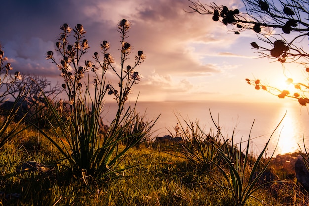 Foto entre hastes do sol da grama