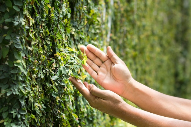 Entrega as folhas verdes jovens na parede