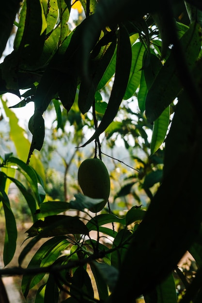 Foto entrega de mango verde de un árbol