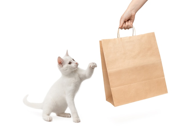 Entrega de mercancías para animales El gatito blanco acepta la entrega del mensajero