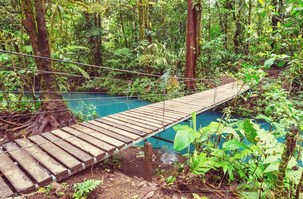 Entrega de puente en la selva verde, Costa Rica, Centroamérica