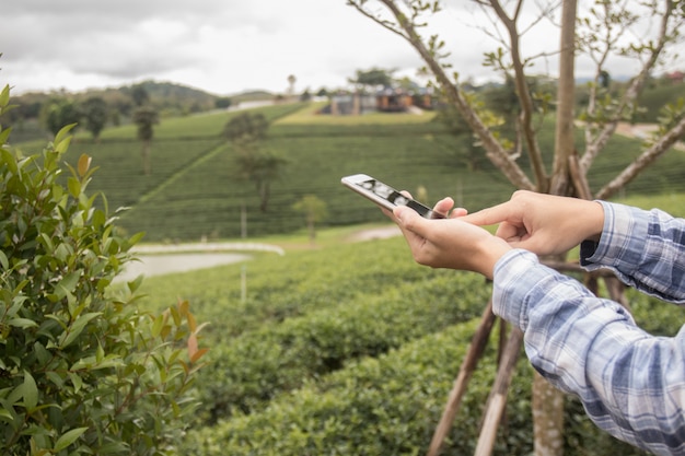 Foto entregue a posse o telefone esperto e toque-a na tela na exploração agrícola do chá.