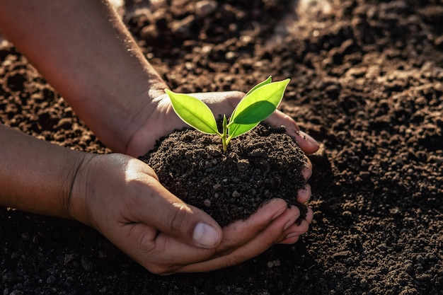 Entregue guardar a árvore pequena para plantar na luz da manhã.