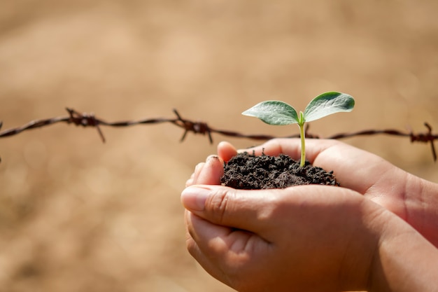 Entregue guardar a árvore pequena para plantar no jardim. conceito eco