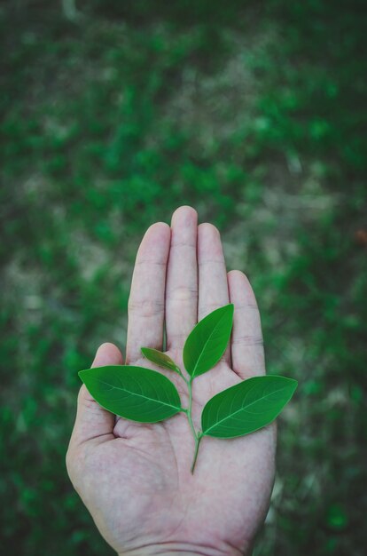 Foto entregue guardar a folha verde e as folhas do verde disponível com conceito crescente.