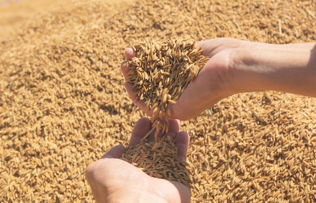Entregue guardar o arroz cru marrom, fundo tailandês do arroz.