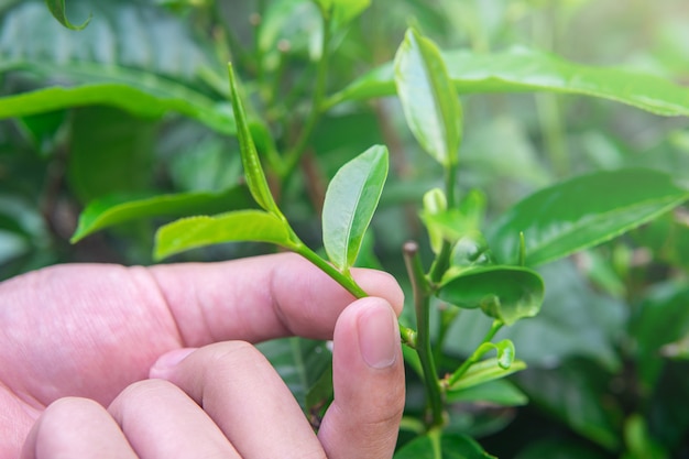 Entregue o arranque do botão das folhas de chá no jardim de chá orgânico.